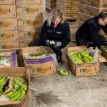 Baisse des saisies de cocaïne et hausse des confiscations de cannabis au port d'Anvers