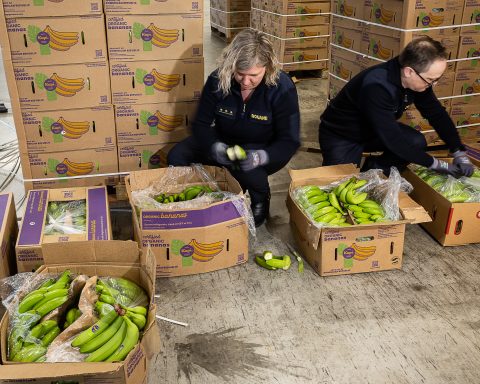 Baisse des saisies de cocaïne et hausse des confiscations de cannabis au port d'Anvers