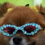 Bruxelles accueillera la troisième édition du festival Woofstock à la fin septembre