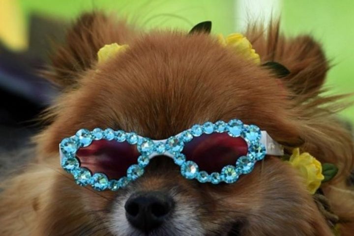 Bruxelles accueillera la troisième édition du festival Woofstock à la fin septembre