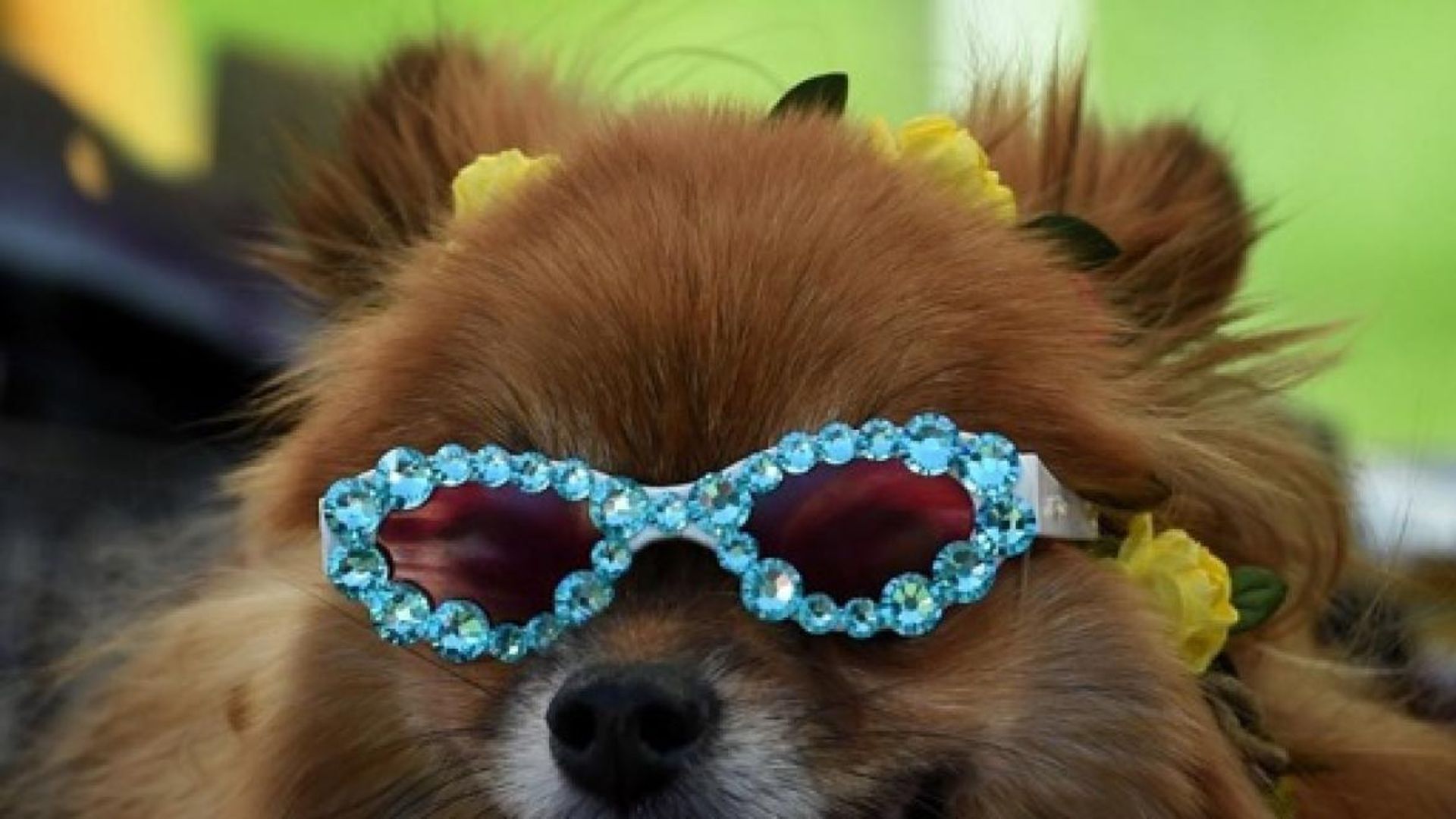 Bruxelles accueillera la troisième édition du festival Woofstock à la fin septembre