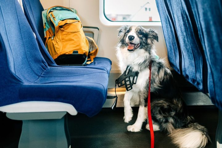 Cinq conseils essentiels pour voyager en train avec votre chien en Belgique