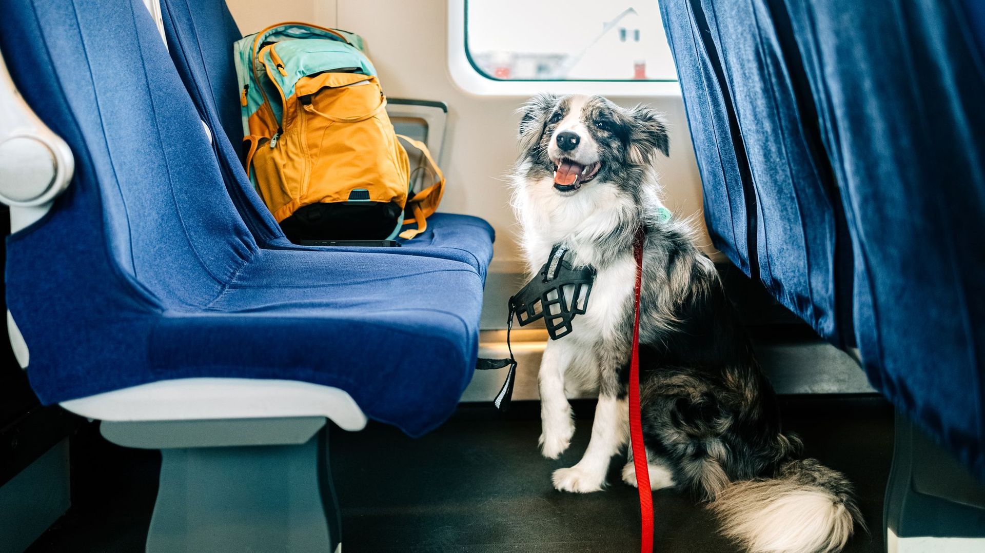 Cinq conseils essentiels pour voyager en train avec votre chien en Belgique