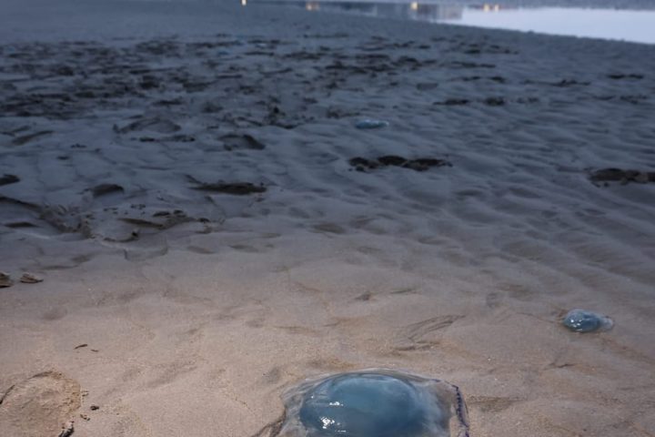 Compétition lancée pour dénicher les créatures sans épine de l'Europe, y compris des politiciens couards