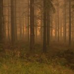 Comprendre l’incendie de la Haute Fagne : questions clés sur la prévention et la réponse
