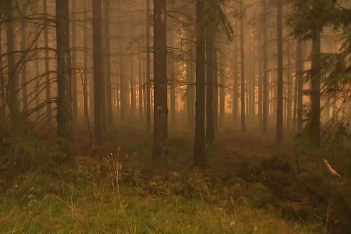 Comprendre l’incendie de la Haute Fagne : questions clés sur la prévention et la réponse