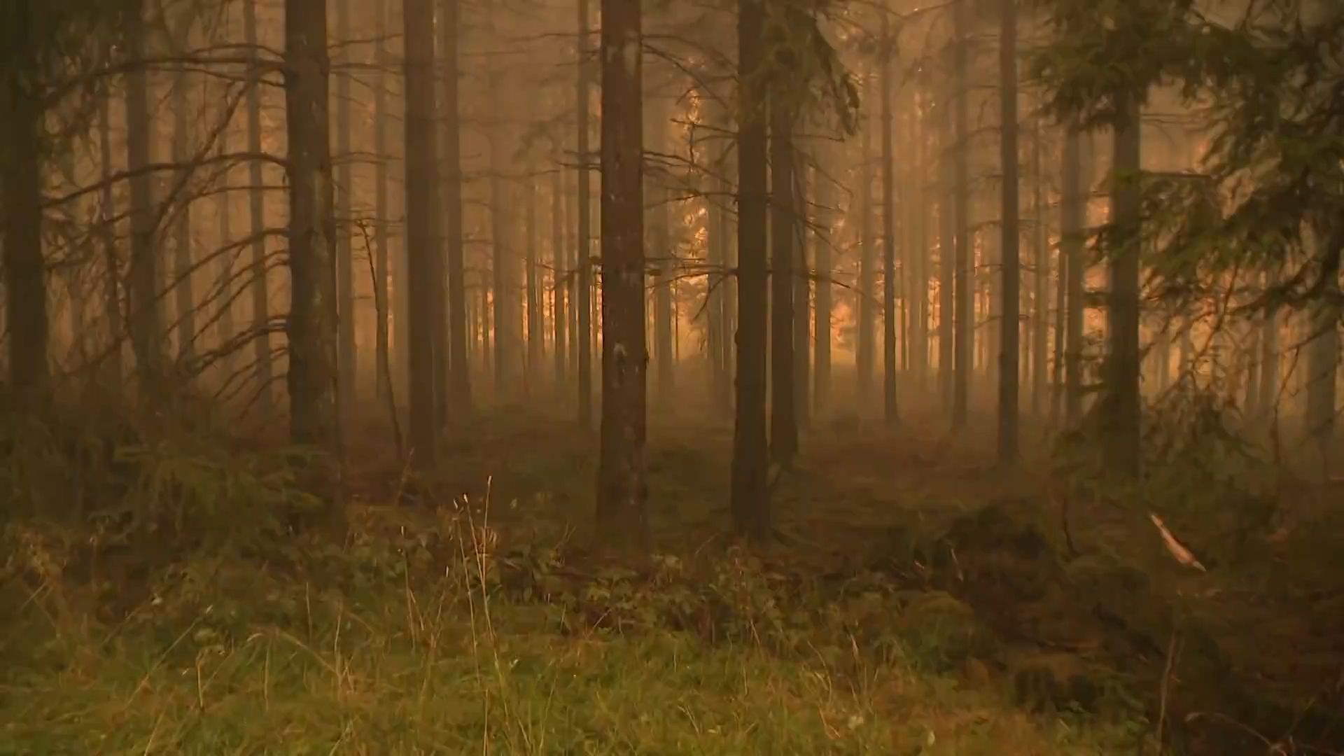 Comprendre l’incendie de la Haute Fagne : questions clés sur la prévention et la réponse