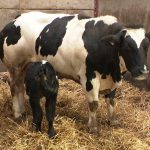 Des agriculteurs belges demandent des compensations pour des pertes de bétail liées à la chaleur extrême