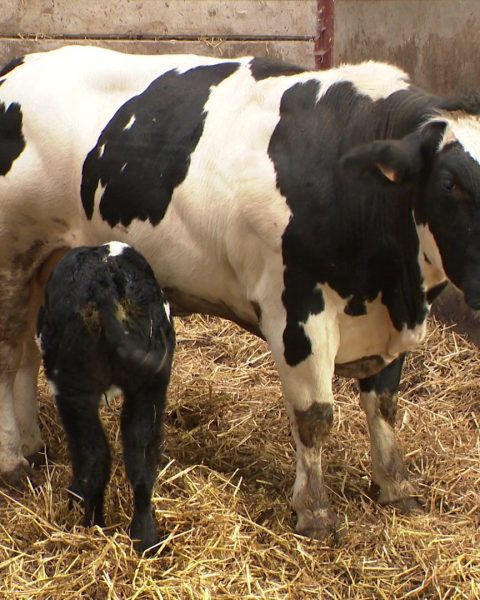 Des agriculteurs belges demandent des compensations pour des pertes de bétail liées à la chaleur extrême