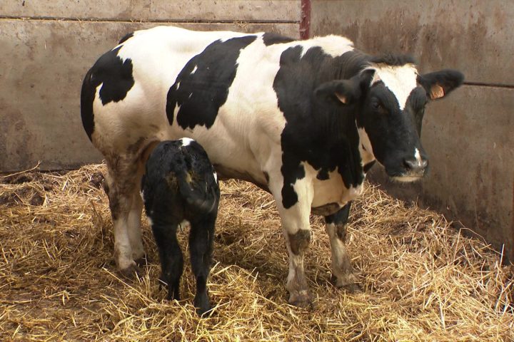 Des agriculteurs belges demandent des compensations pour des pertes de bétail liées à la chaleur extrême