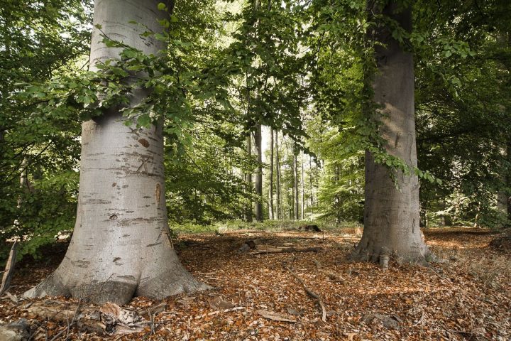 Des rafales de vent entraînent la fermeture de la forêt de Soignes et des espaces verts à Bruxelles dès 18h jeudi