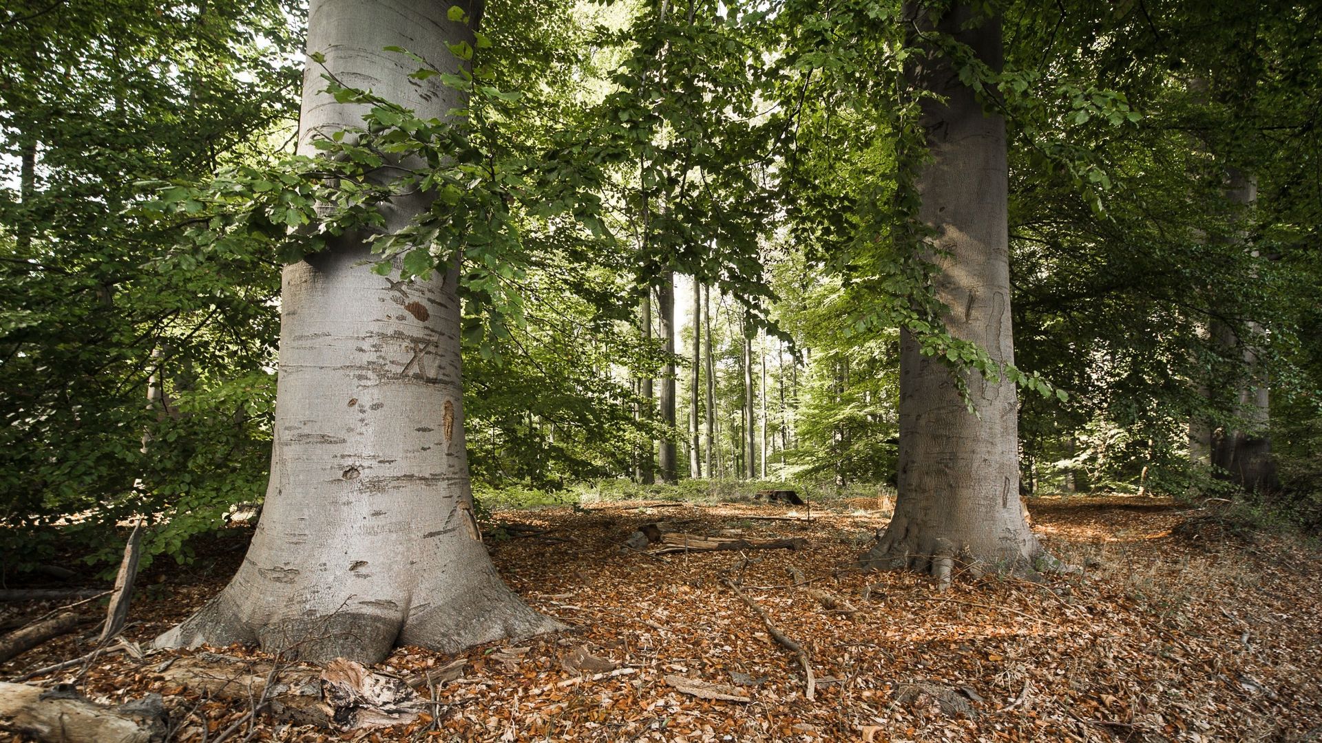 Des rafales de vent entraînent la fermeture de la forêt de Soignes et des espaces verts à Bruxelles dès 18h jeudi