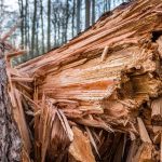 Des vents forts causent plus de 40 interventions en province de Luxembourg, dont des chutes d'arbres et des toitures endommagées