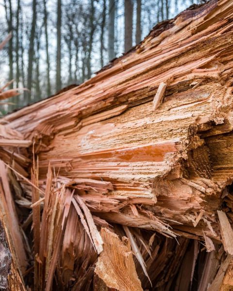 Des vents forts causent plus de 40 interventions en province de Luxembourg, dont des chutes d'arbres et des toitures endommagées