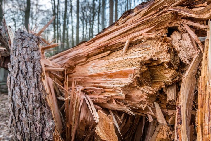 Des vents forts causent plus de 40 interventions en province de Luxembourg, dont des chutes d'arbres et des toitures endommagées