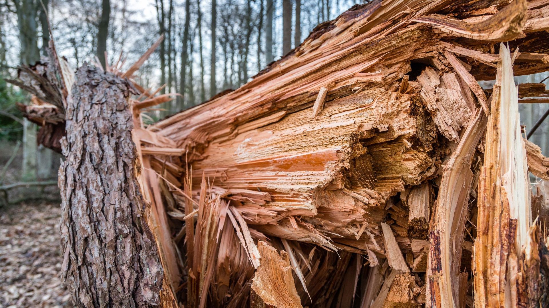 Des vents forts causent plus de 40 interventions en province de Luxembourg, dont des chutes d'arbres et des toitures endommagées