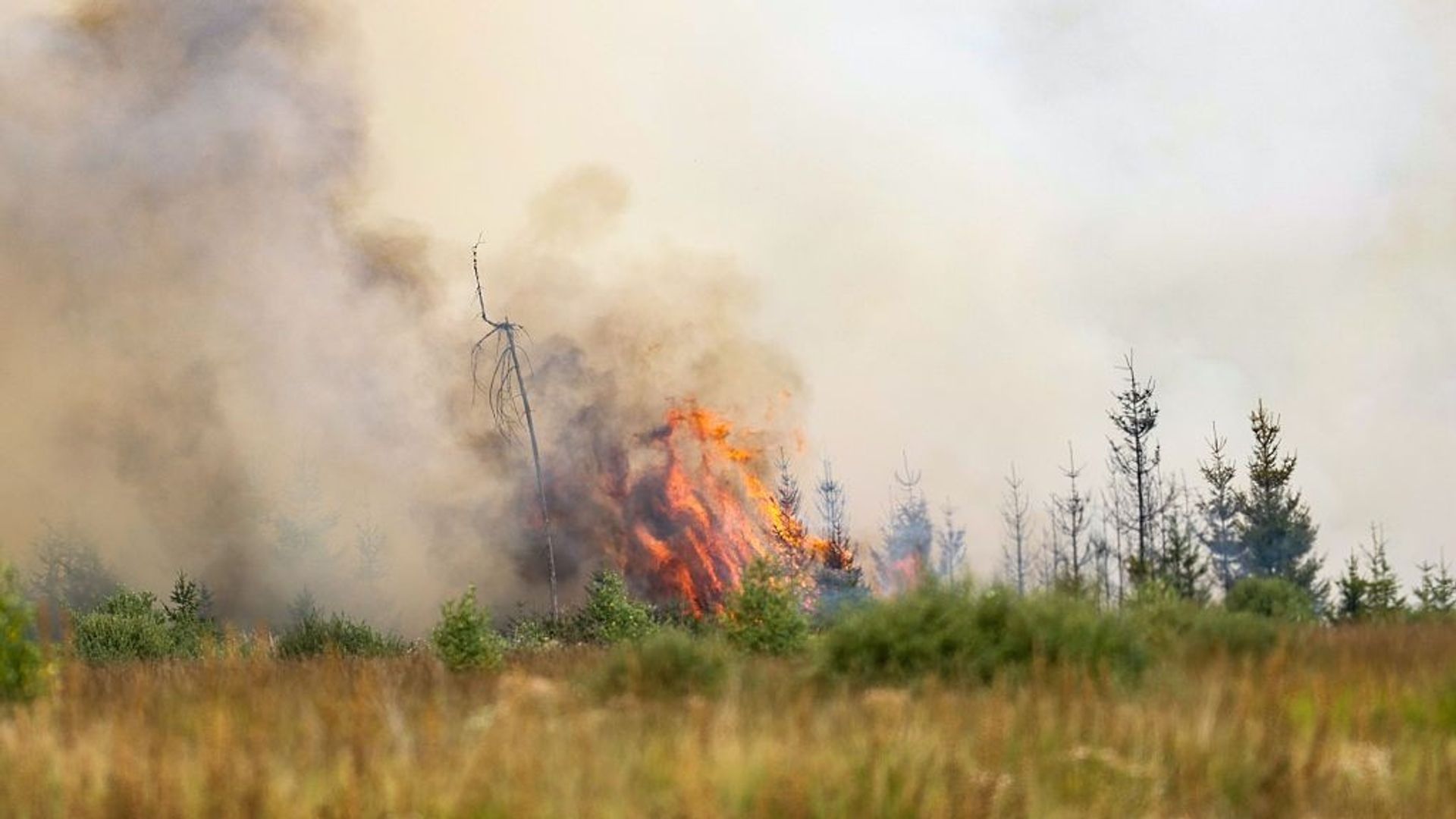 La Belgique mal préparée à un risque accru d'incendies de forêt, alerte le climatologue Xavier Fettweiss