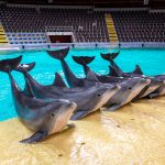 La Belgique mettra fin à la captivité des dauphins d'ici 2037, un tournant pour le bien-être animal