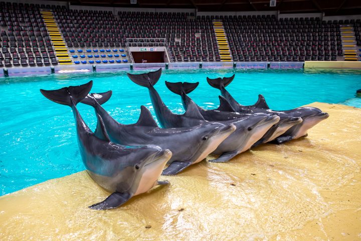 La Belgique mettra fin à la captivité des dauphins d'ici 2037, un tournant pour le bien-être animal
