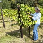 La canicule entraîne la récolte de raisins la plus précoce en Wallonie, selon les vignerons locaux