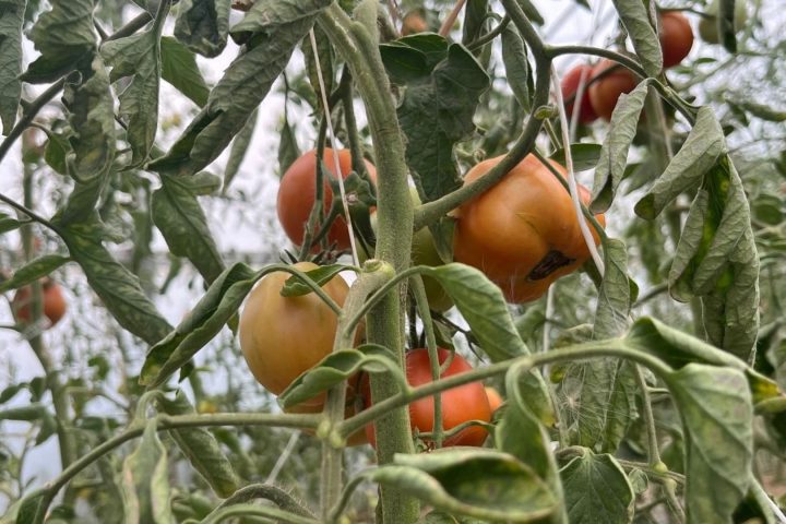 La chaleur estivale favorise la pourriture apicale des tomates chez les jardiniers amateurs.