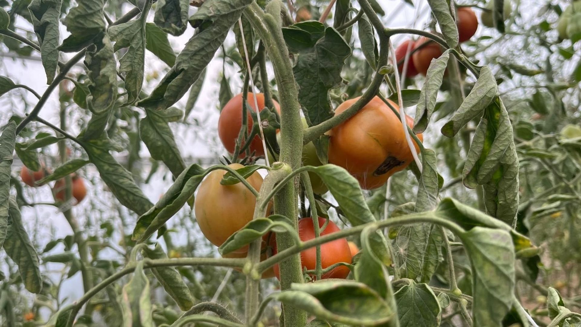 La chaleur estivale favorise la pourriture apicale des tomates chez les jardiniers amateurs.