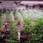 La police découvre une importante plantation de cannabis de 550 plants à Kasterlee
