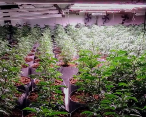 La police découvre une importante plantation de cannabis de 550 plants à Kasterlee
