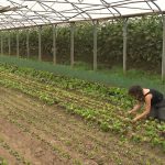 La sécheresse entraîne des fruits et légumes plus petits et plus chers en Belgique cet automne