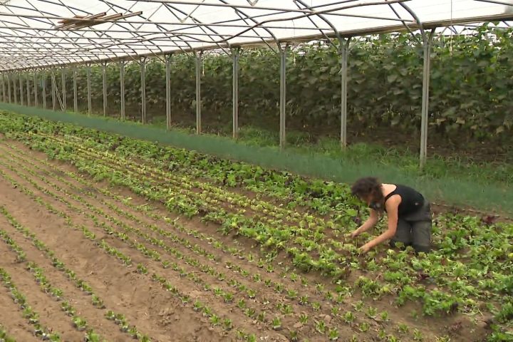La sécheresse entraîne des fruits et légumes plus petits et plus chers en Belgique cet automne