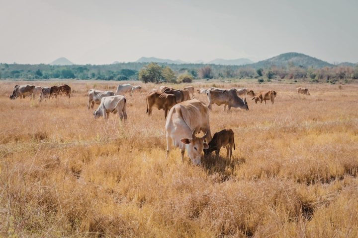 Le changement climatique pourrait réduire les surfaces de prairies mondiales de 36 à 50 % d'ici 2100
