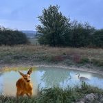 Le parc national de l'Entre-Sambre-et-Meuse soutient la biodiversité avec de nouveaux étangs