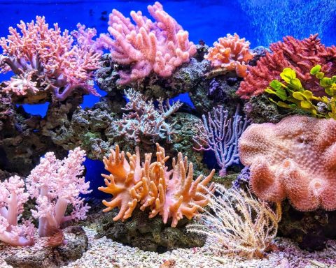 Le traité sur la haute mer entre en vigueur, une avancée majeure pour la protection de la biodiversité marine.