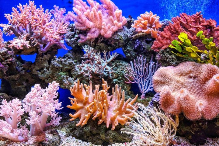 Le traité sur la haute mer entre en vigueur, une avancée majeure pour la protection de la biodiversité marine.