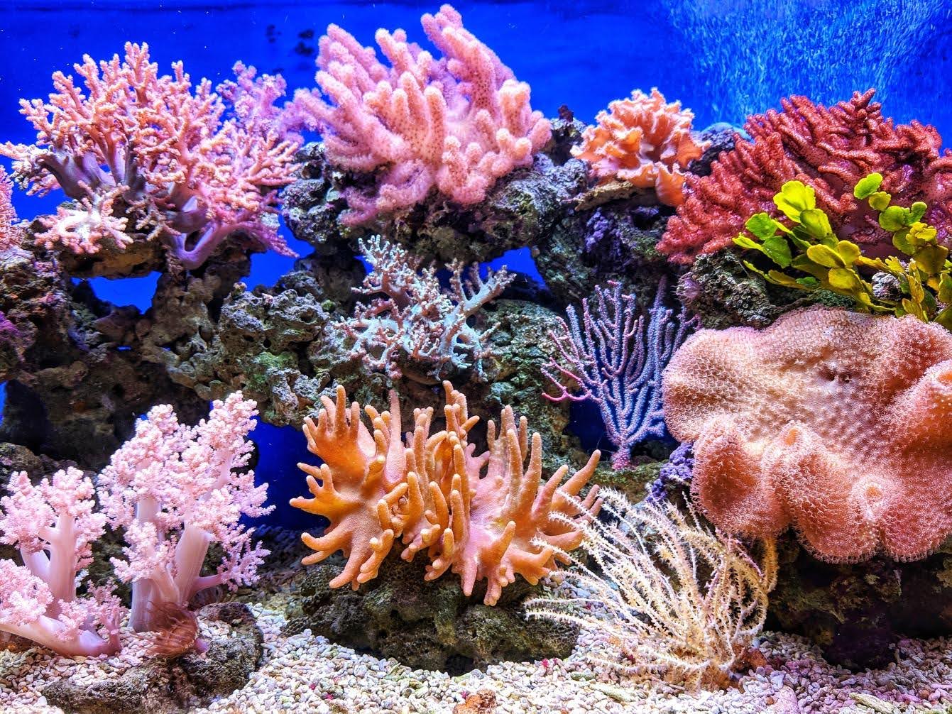 Le traité sur la haute mer entre en vigueur, une avancée majeure pour la protection de la biodiversité marine.
