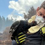 Les pompiers sauvent un tétras lyre en danger dans les Hautes Fagnes après un incendie.