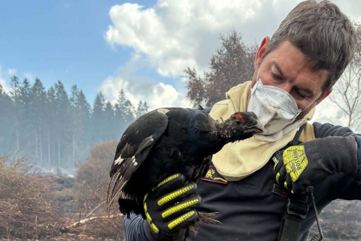 Les pompiers sauvent un tétras lyre en danger dans les Hautes Fagnes après un incendie.