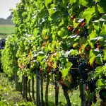 Les vignerons belges entament une récolte de raisins précoce, s'attendant à une qualité exceptionnelle cette année