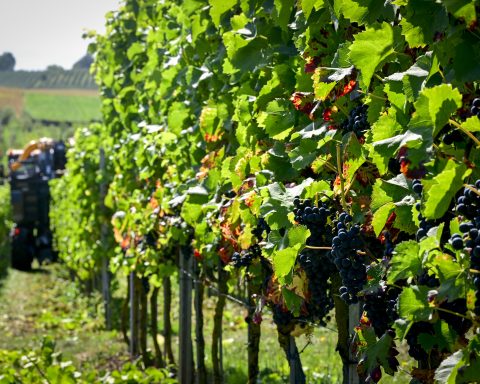 Les vignerons belges entament une récolte de raisins précoce, s'attendant à une qualité exceptionnelle cette année