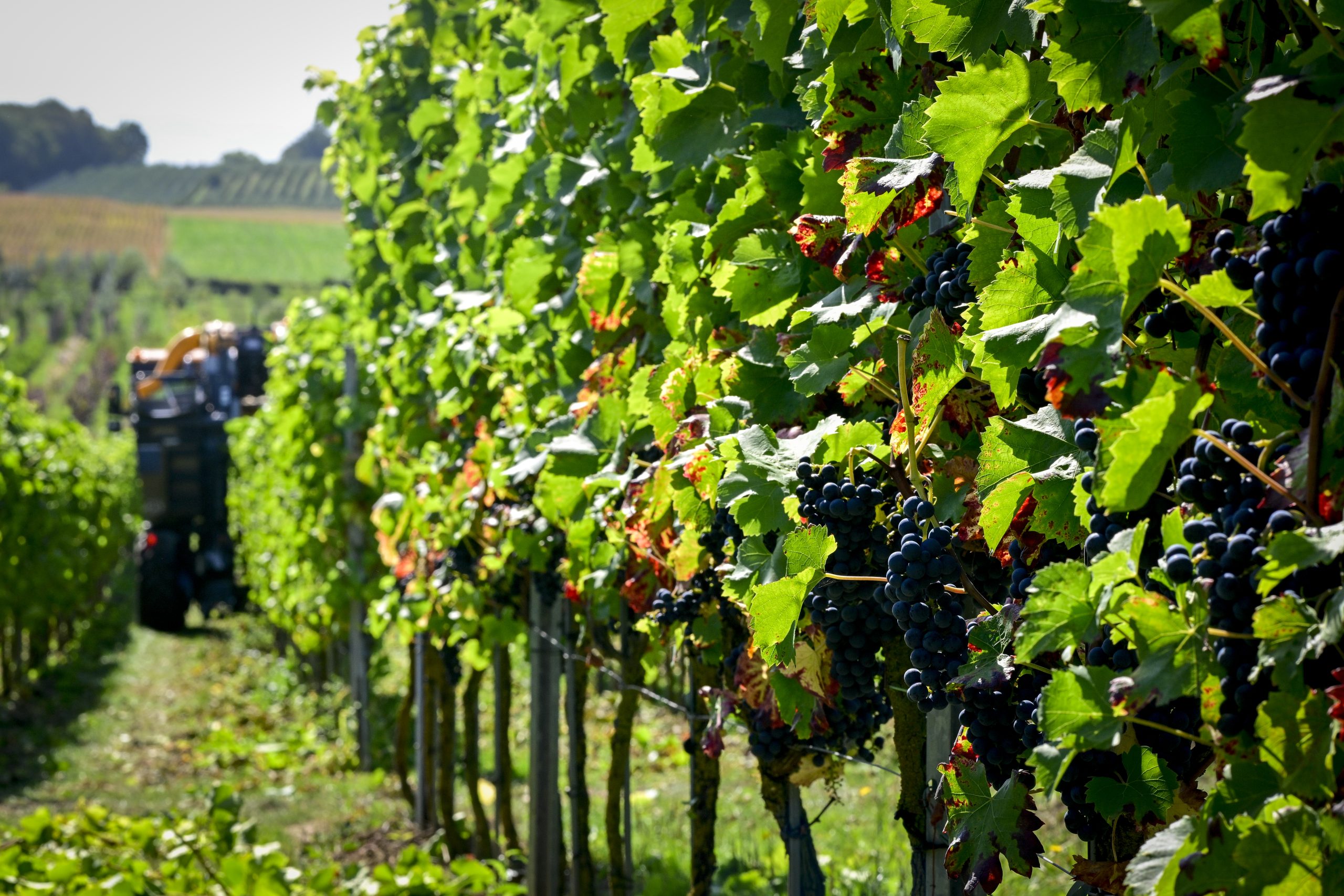 Les vignerons belges entament une récolte de raisins précoce, s'attendant à une qualité exceptionnelle cette année