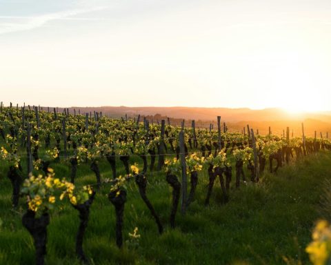 Les vignerons belges prévoient des récoltes exceptionnelles grâce à un été ensoleillé.