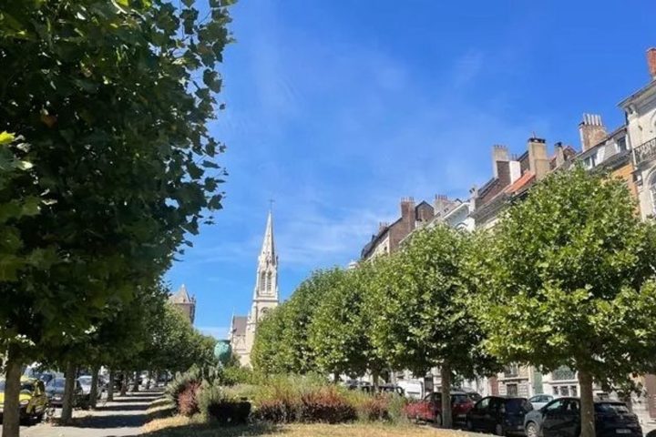 Schaerbeek va revoir son projet d'abattage des platanes sur l'avenue Louis Bertrand