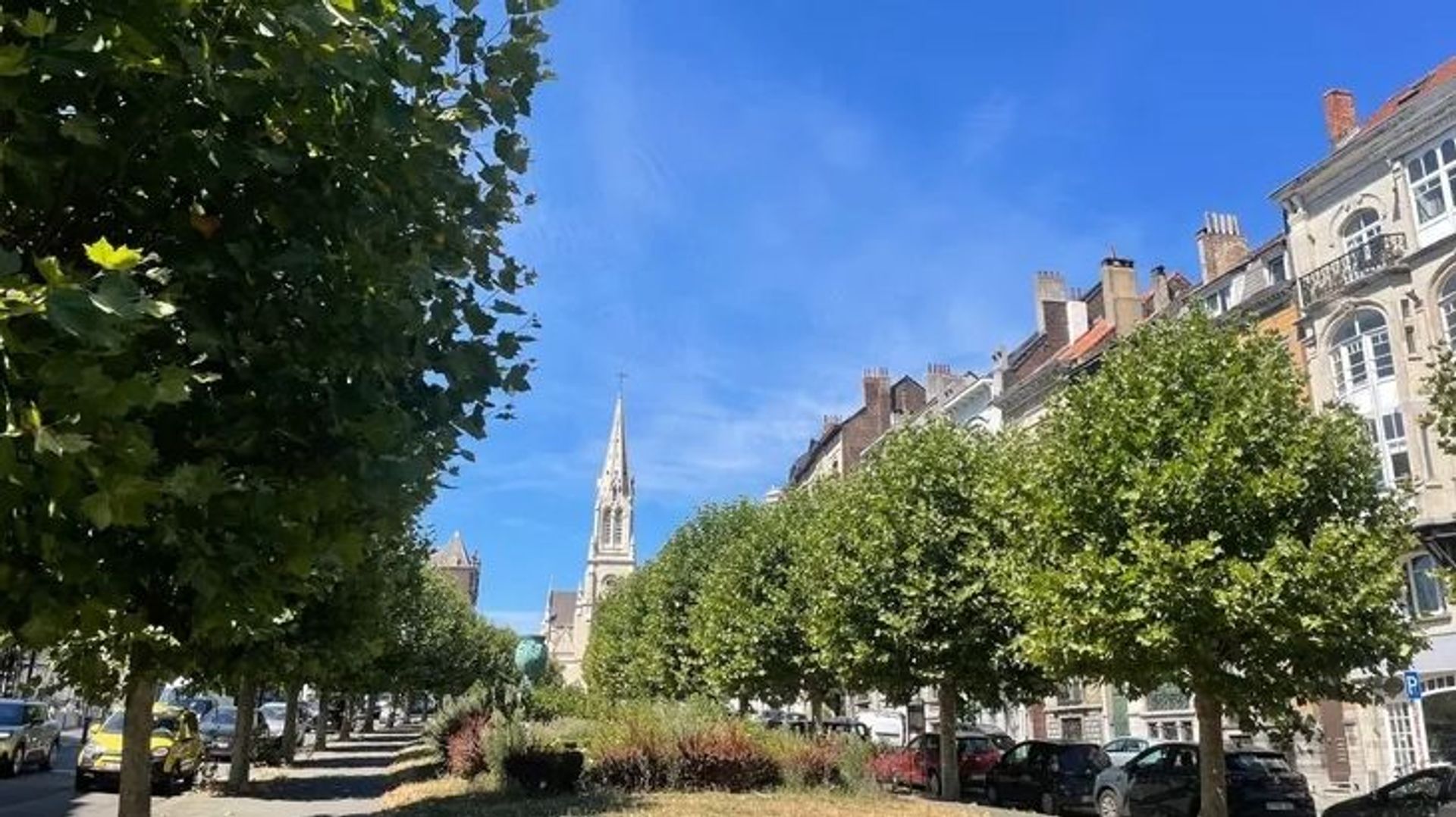 Schaerbeek va revoir son projet d'abattage des platanes sur l'avenue Louis Bertrand