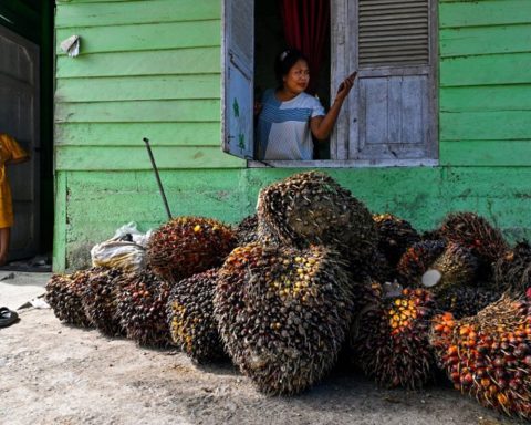Sipef s'attend à une année record grâce à l'augmentation de la production et des prix de l'huile de palme