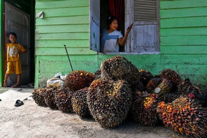Sipef s'attend à une année record grâce à l'augmentation de la production et des prix de l'huile de palme