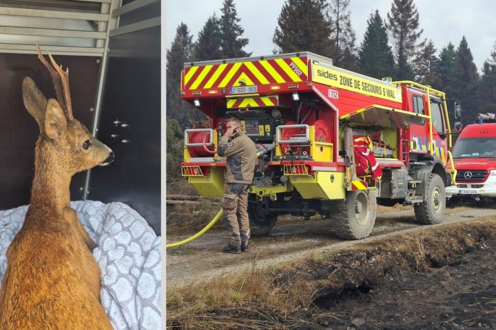Un chevreuil blessé découvert par les pompiers dans les Hautes Fagnes alors que les incendies persistent