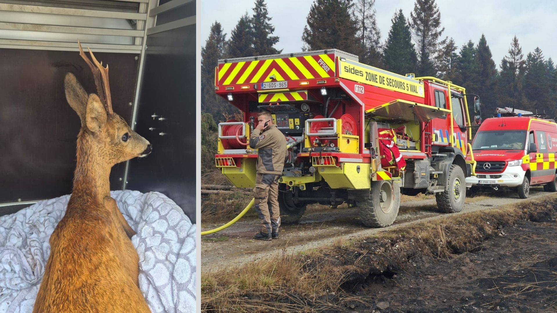 Un chevreuil blessé découvert par les pompiers dans les Hautes Fagnes alors que les incendies se poursuivent