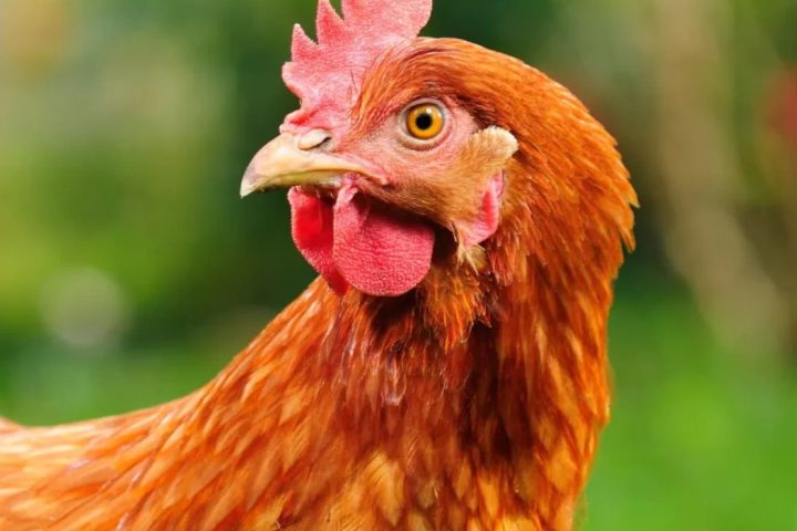 Un foyer de grippe aviaire entraîne des abattages massifs et des pertes économiques considérables en Flandre-Occidentale