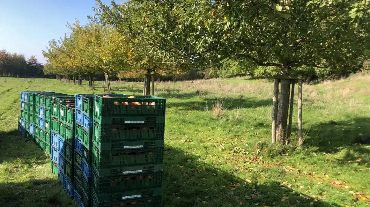 Un verger haut sur pied établi sur l'ancien terrain de football à Rijkhoven