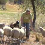 Une éleveuse de moutons à Bullange renforce la protection de son troupeau avec des chiens après une observation de loup